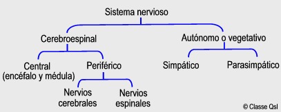 D sistemanervioso