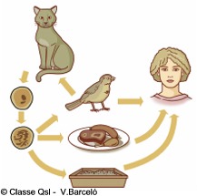 definicion de el toxoplasmosis
