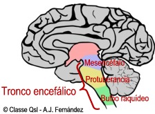 D troncoencefalico