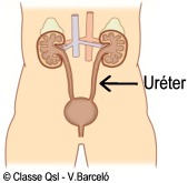 D ureter