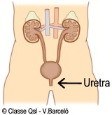 D uretra