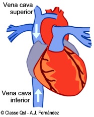 D venascavas