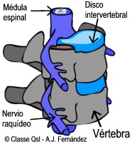 D vertebra