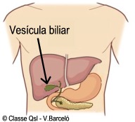 D vesiculabiliar