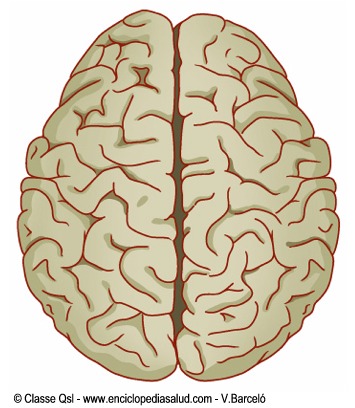 Hemisferios del cerebro
