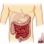 I intestino