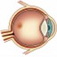 I macula