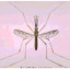 I malaria