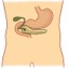 I pancreas