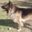 I perro