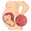 I placenta