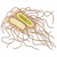 I salmonella