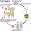 I teniasis