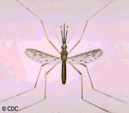 El mosquito Anopheles, transmisor de la malaria