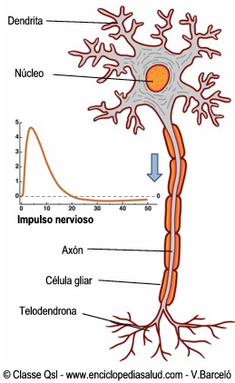 Resultado de imagen para exitacion de neurona