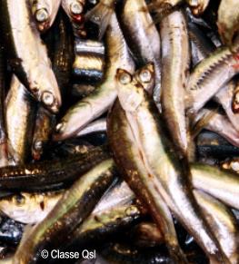 Sardinas, pescado azul