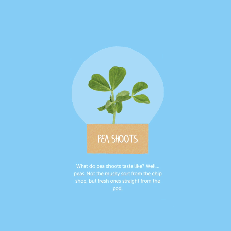 Animation Meet Our Leaves