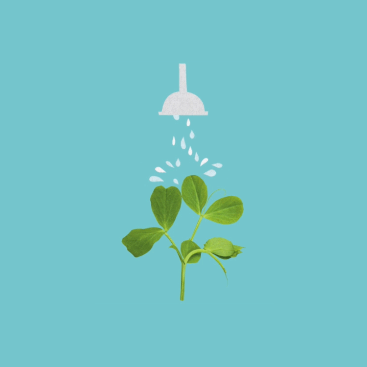 Animation Watering