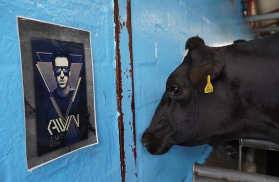 Cows, cheese and... Calvin Harris?