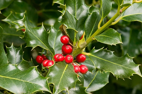 Rametto Di Agrifoglio Artificiale Con Bacche Rosse – Decorazione Natalizia 50,8 Cm