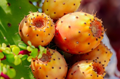 Fichi d’India: storia, spine e dolcezze mediterranee