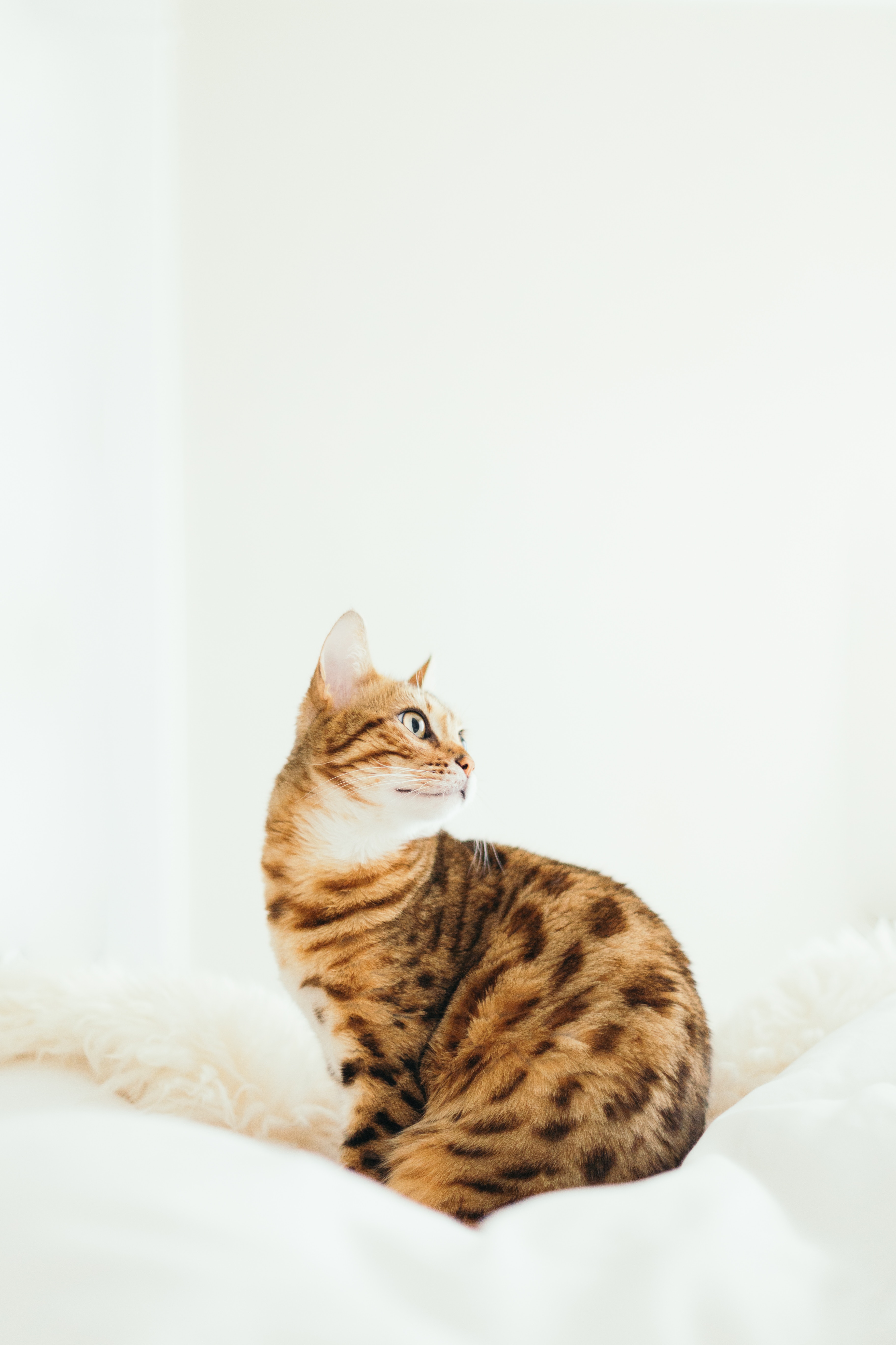 Custom Pet Phone Case