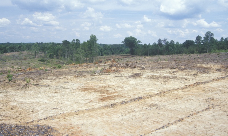 Deforestation 1