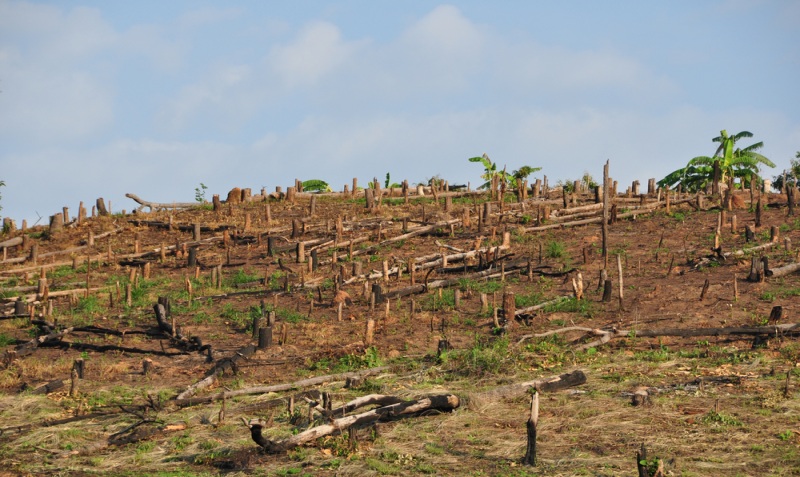 Deforestation 2
