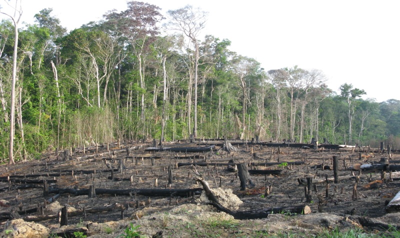 Deforestation 3