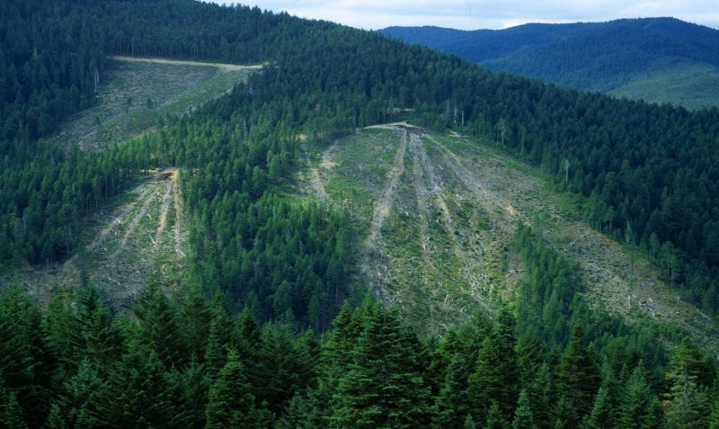 Deforestation