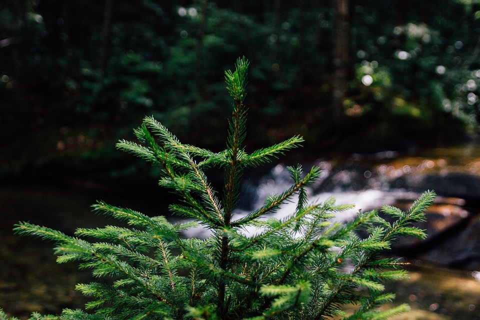 fir-tree-984011_960_720