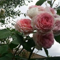 Alices Wonder Land Gardening Services Alices Wonder Land Gardening Services