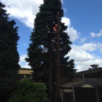 C.W.L Arborist tree care C.W.L Arborist tree care