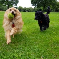 All Weather Walkies London All Weather Walkies London