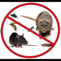 GD Pest & Wildlife Control GD Pest & Wildlife Control