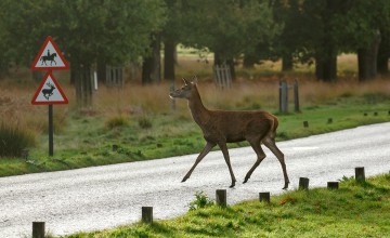 Deer alert for drivers