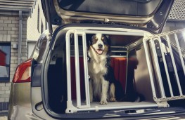 Ford Focus Estate, 2019, dog in crate
