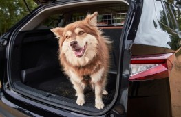 Skoda Enyaq, 2025, with dog in boot