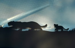 Jaguar E-Pace, 2017, cub graphic