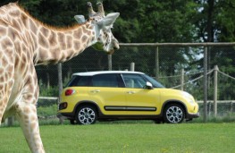Fiat 500L Trekking, with giraffe