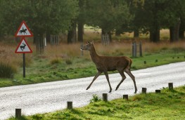 Deer on road