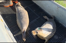 Nissan Qashqai eâPOWER for Caithness Seal Rehabilitation and Release, 2026, rescued seals