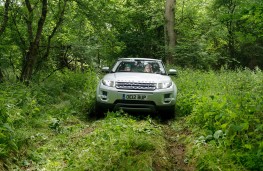 Range Rover Evoque in a wood