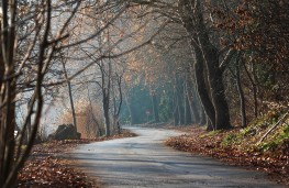 Isuzu best driving routes in UK, 2025, Trees