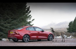 Volvo S60, with deer