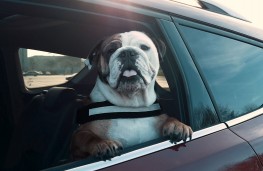 Ford Focus Estate, 2019, dog restrained