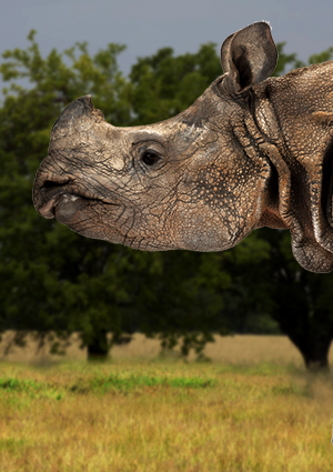 E6k zoo01 web 300x425