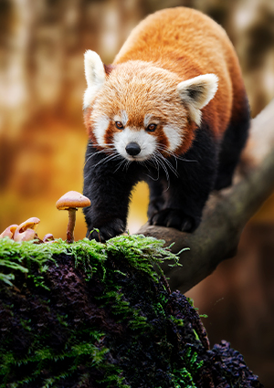 E6k faunia01 web 300x425