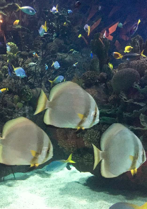 Euro6000 300x425 aquariumbarcelona