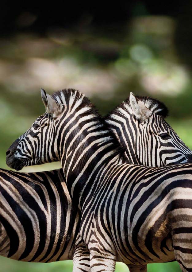 Euro6000 300x425 zoobarcelona